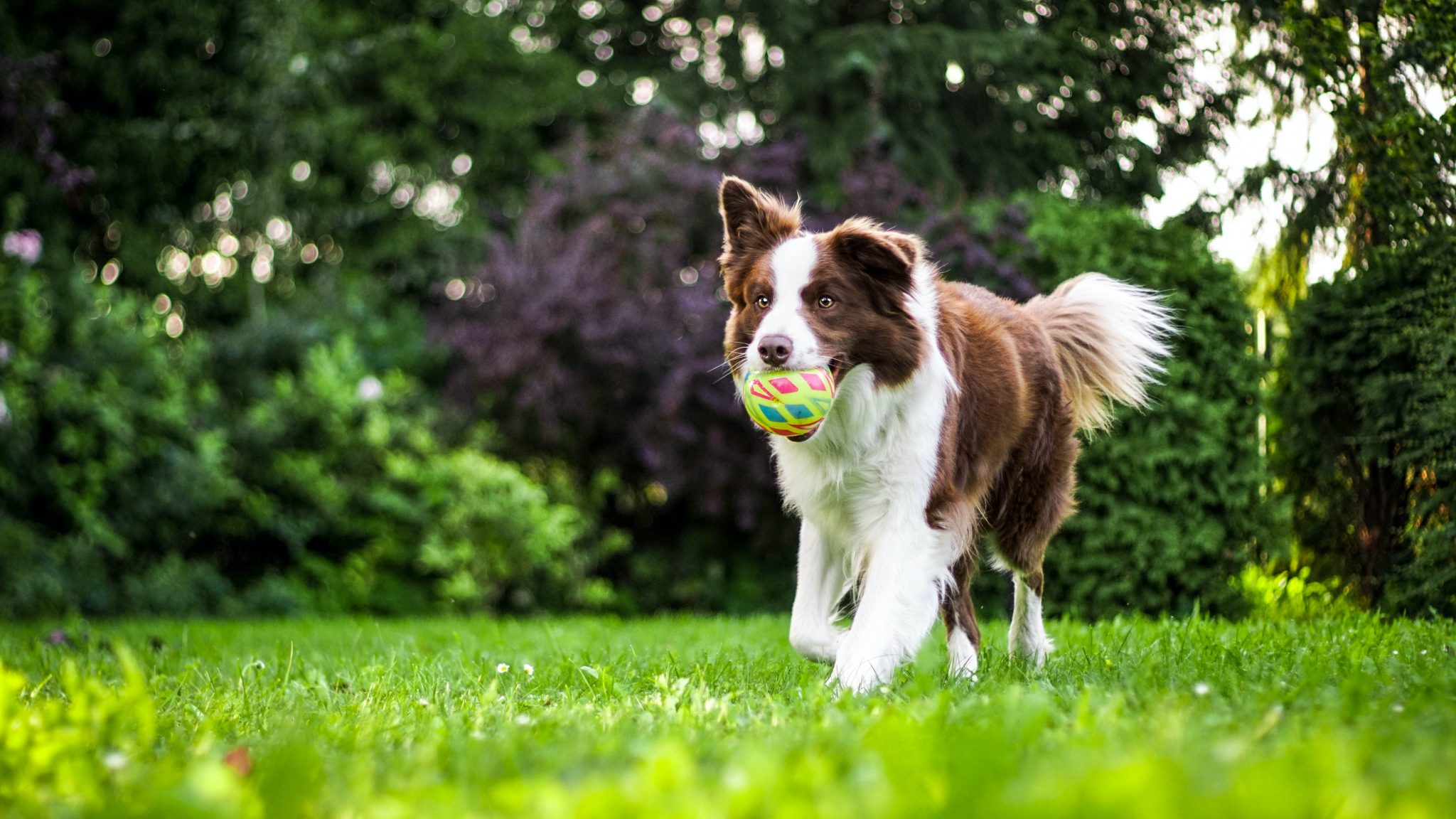 Köpeğimi Nasıl Eğitebilirim? Köpek Eğitim Merkezi