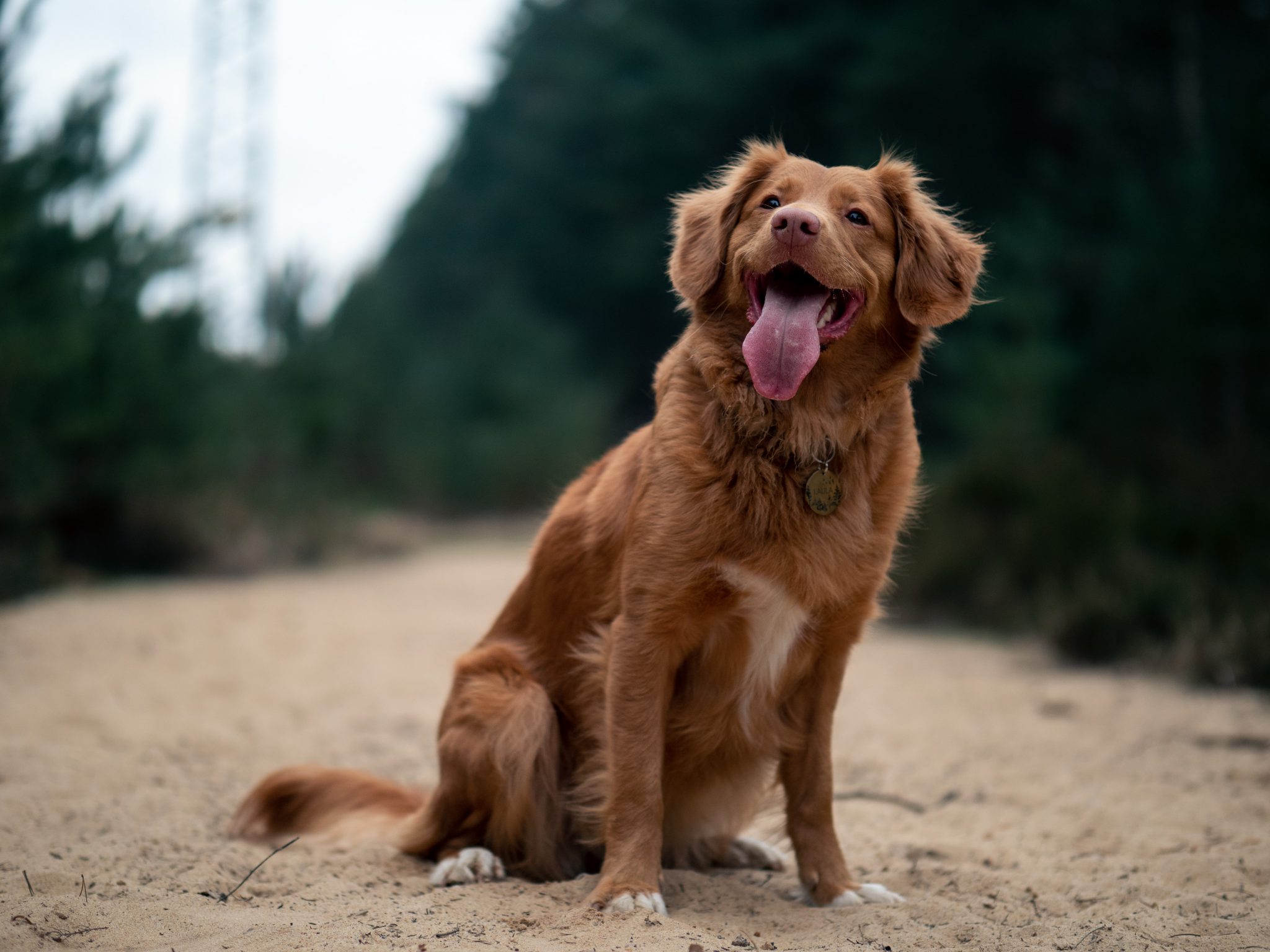 Havlamayı Durdurma Köpek Eğitim Merkezi