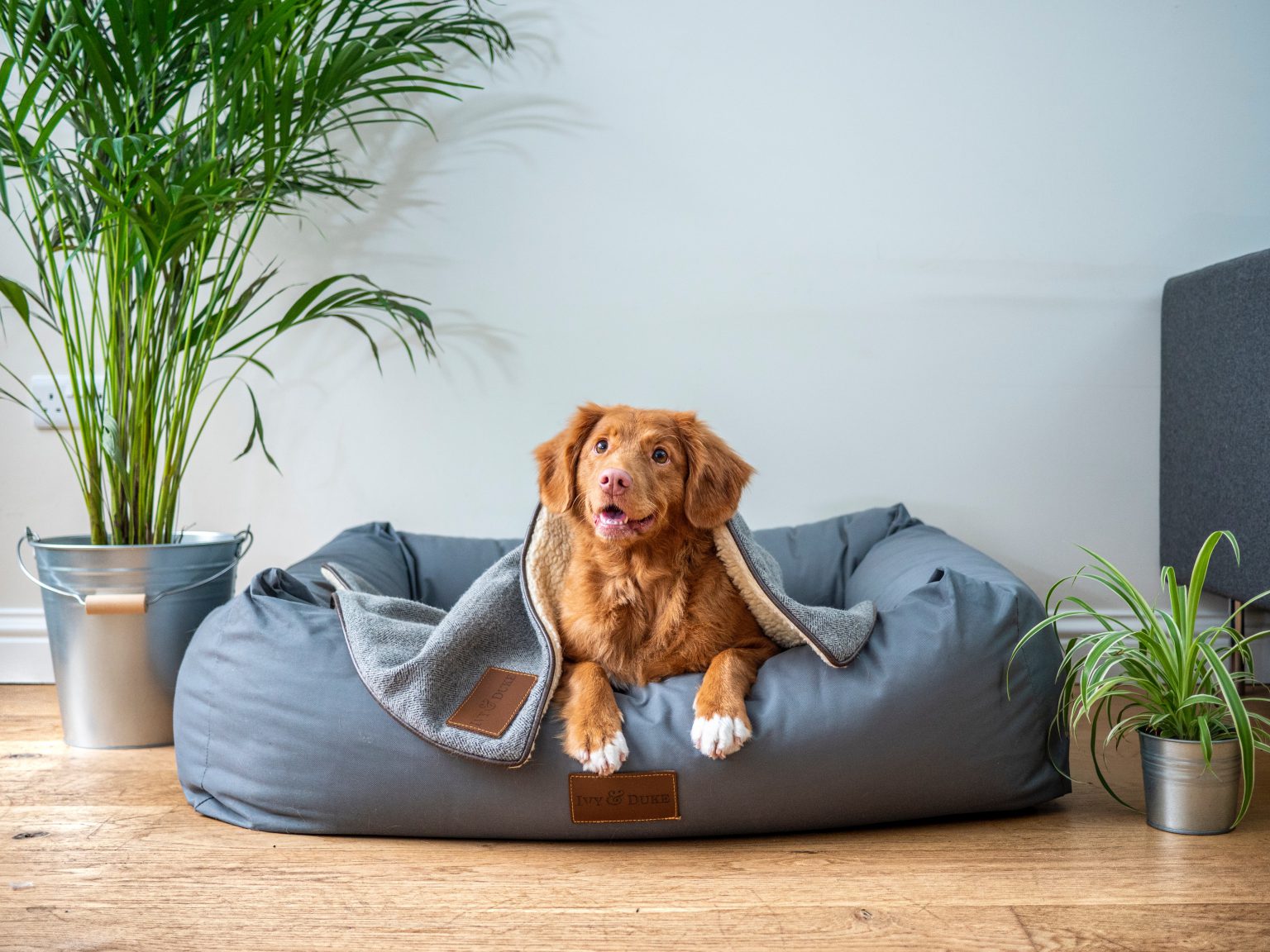 Evde Köpek Eğitimi Nasıl Yapılır? Köpek Eğitim Merkezi